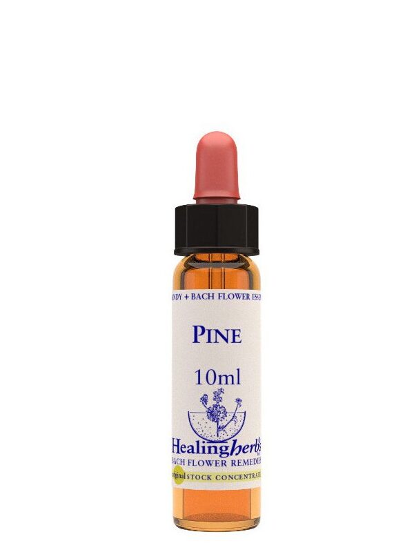 Healing Herbs Pine